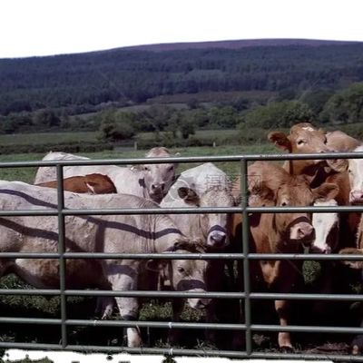 Capannone Avicolo in Acciaio Personalizzato con Installazione Rapida