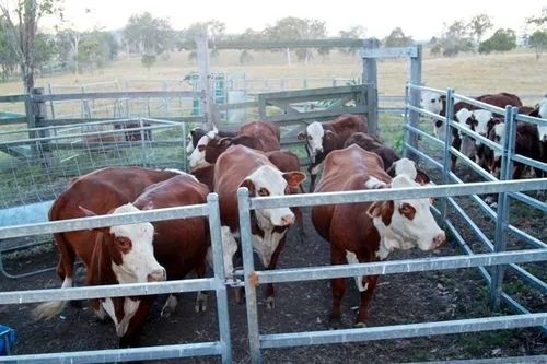 Capannone Avicolo in Acciaio Personalizzato con Installazione Rapida