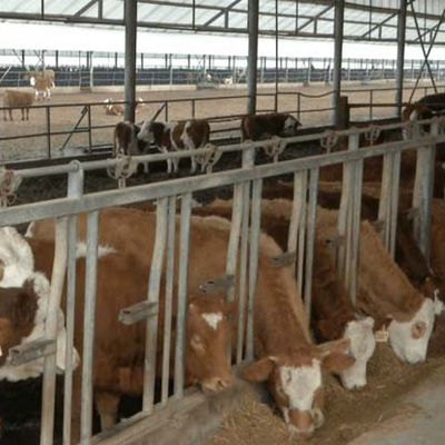 Steel Structure Building for Poultry House 15-21 Days Delivery